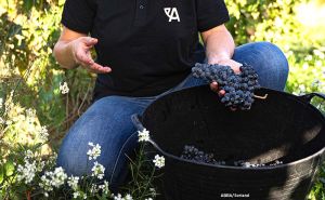 arabako mahastiak2 arabako mahastiak2