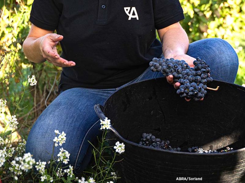 arabako mahastiak2 arabako mahastiak2